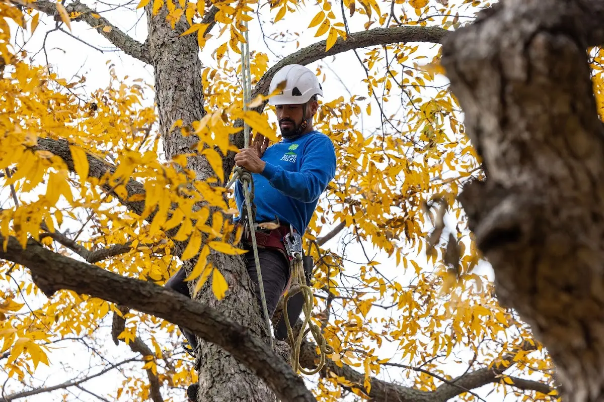 Skilled Tree Transplanting crew working in Renville